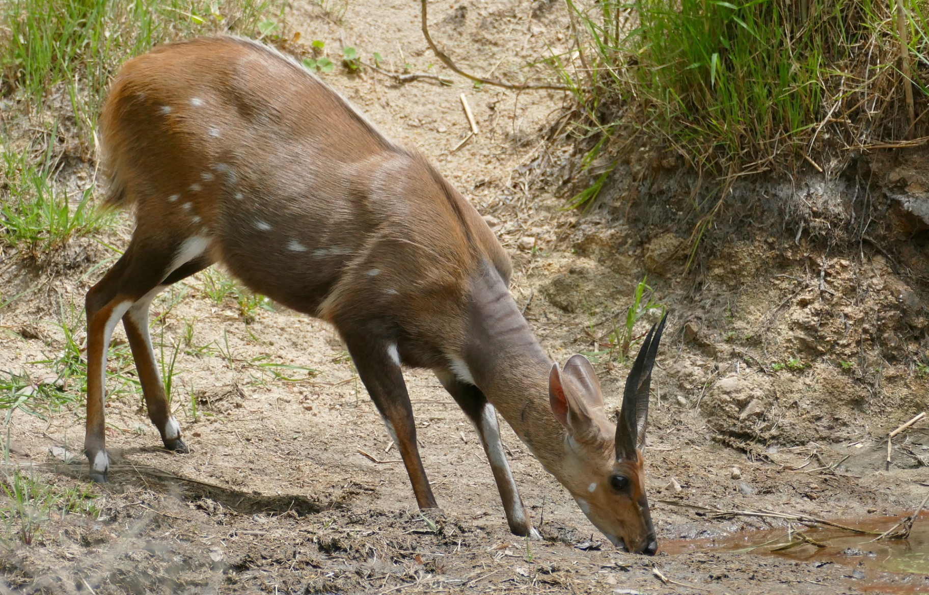A mature Limpopo bushbuck ram drinking at the edge of the Matlabas river