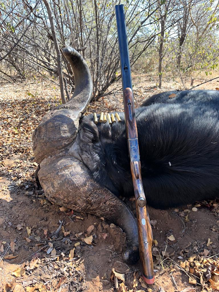 Double rifle with cartridges resting against a Cape buffalo trophy