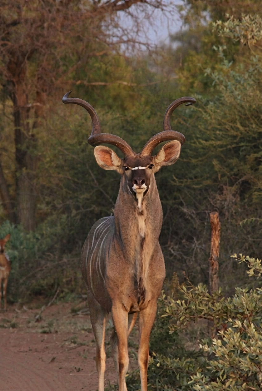 Greater Kudu Hunting in South Africa