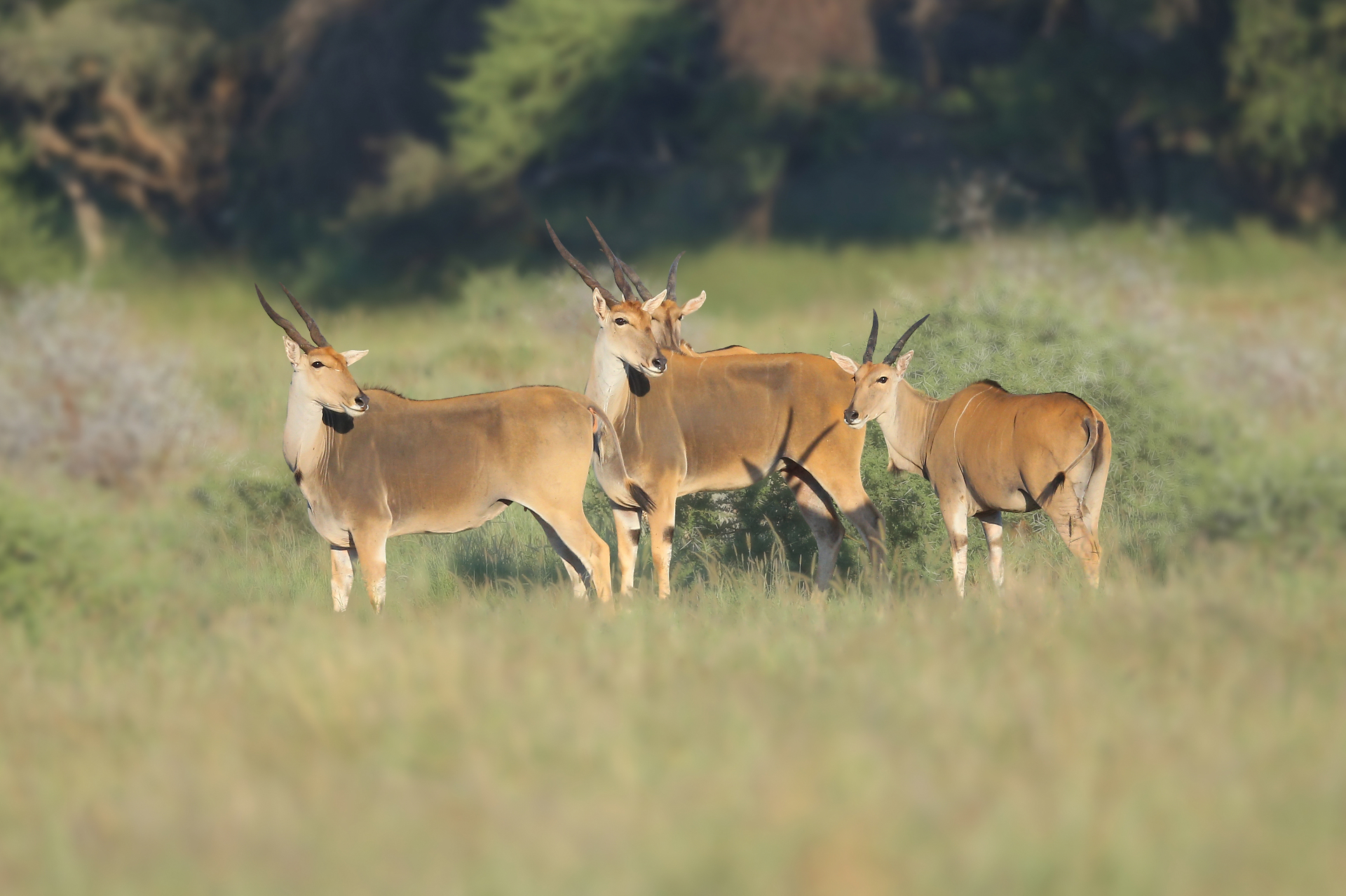 Eland Hunting in South Africa