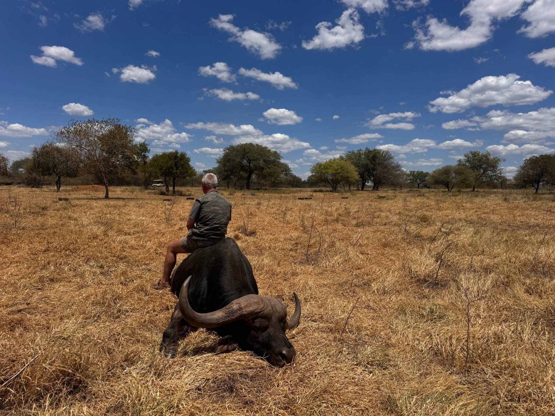 Cape buffalo trophy photographed in open grassland under a blue sky