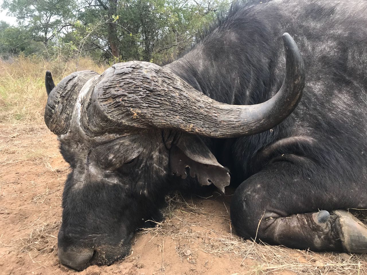 Close-up portrait of a Cape buffalo bull with a strong boss and curled horn