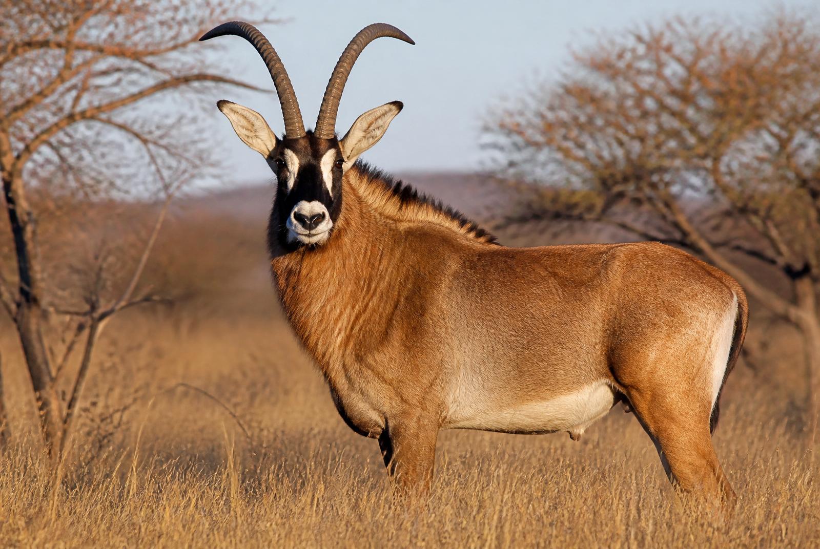 Roan Antelope Hunting in South Africa