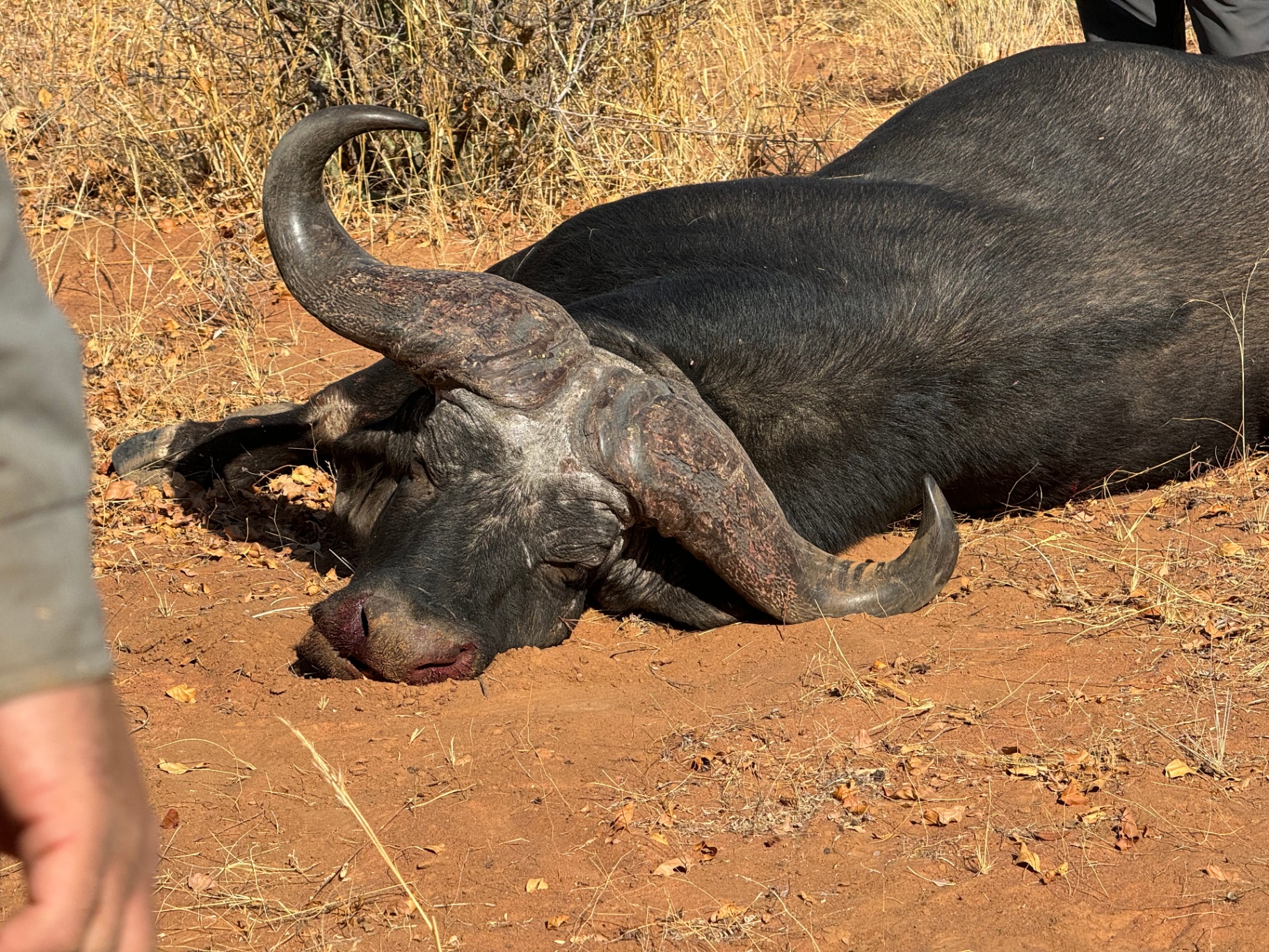 Side angle of a Cape buffalo trophy on sandy Bushveld ground