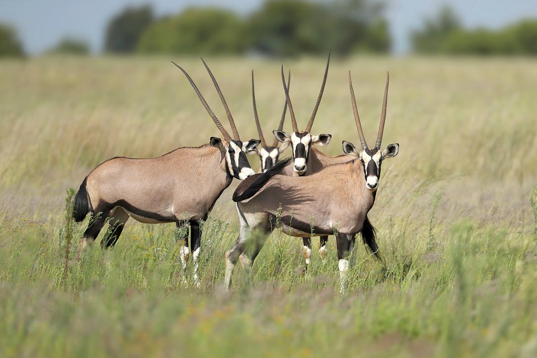 Gemsbok (Oryx) Hunting in South Africa
