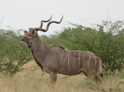 Greater kudu bull broadside in the Bushveld