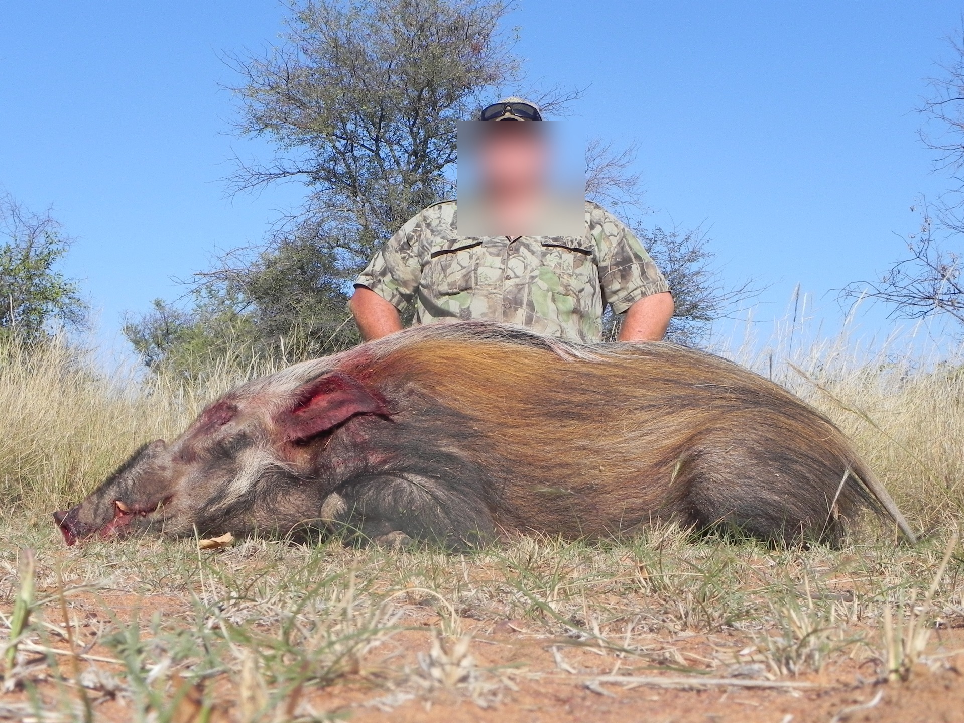 Warthog trophy at Marula Game with hunter face blurred for privacy