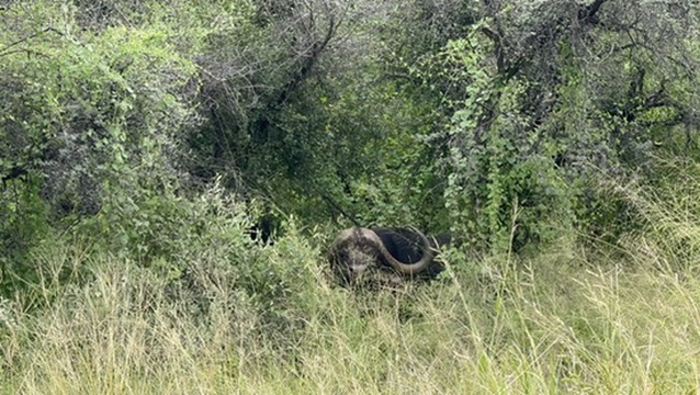 Cape buffalo bull in thick Limpopo Bushveld at Marula Game