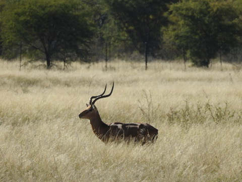 Impala Hunting in South Africa