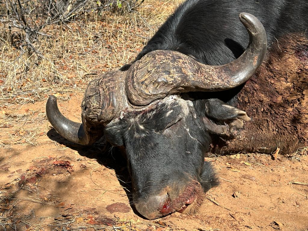 Close detail of a Cape buffalo bull's heavy hard boss and sweeping horns
