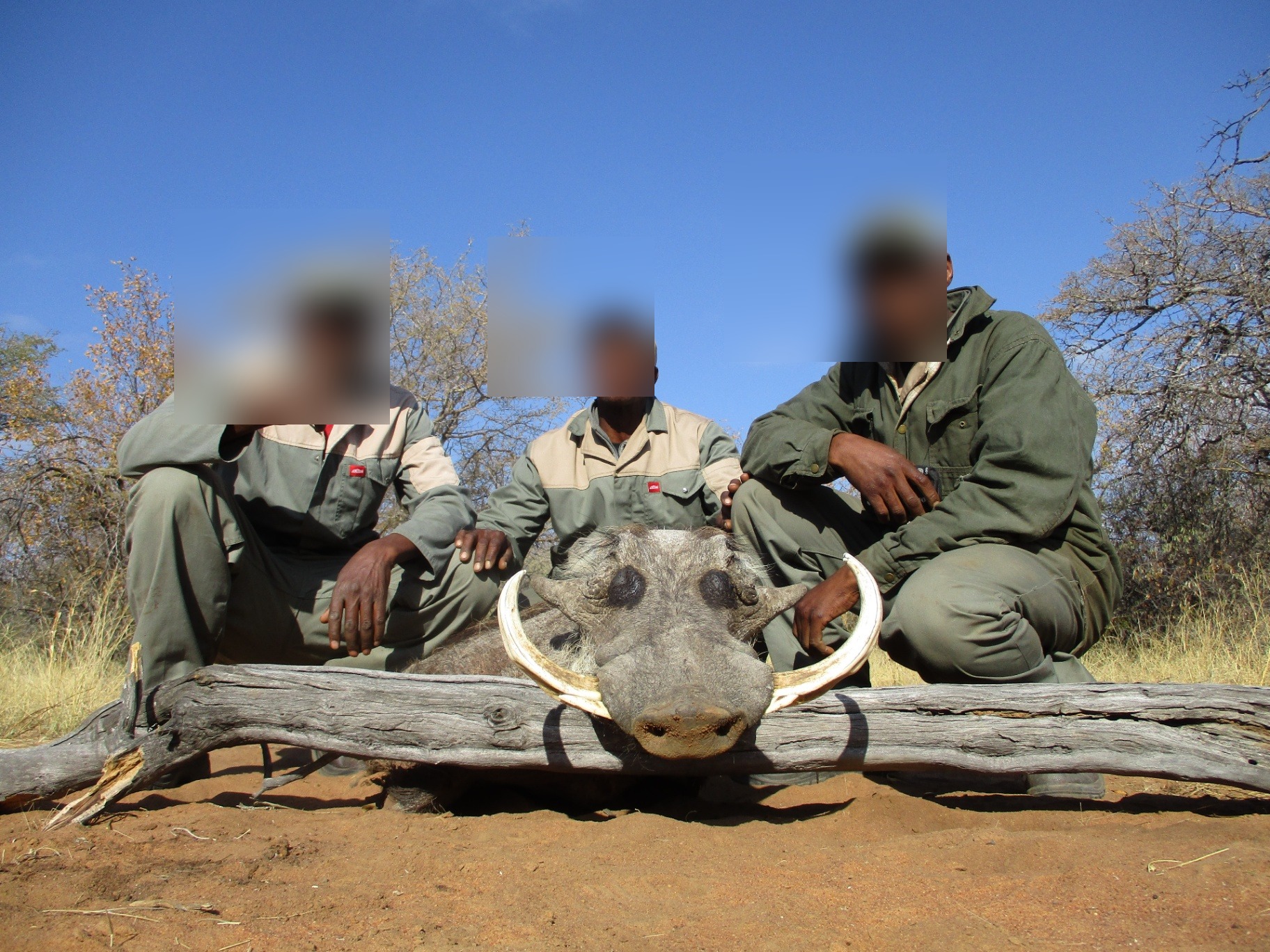 Warthog trophy with Marula Game team and faces blurred for privacy