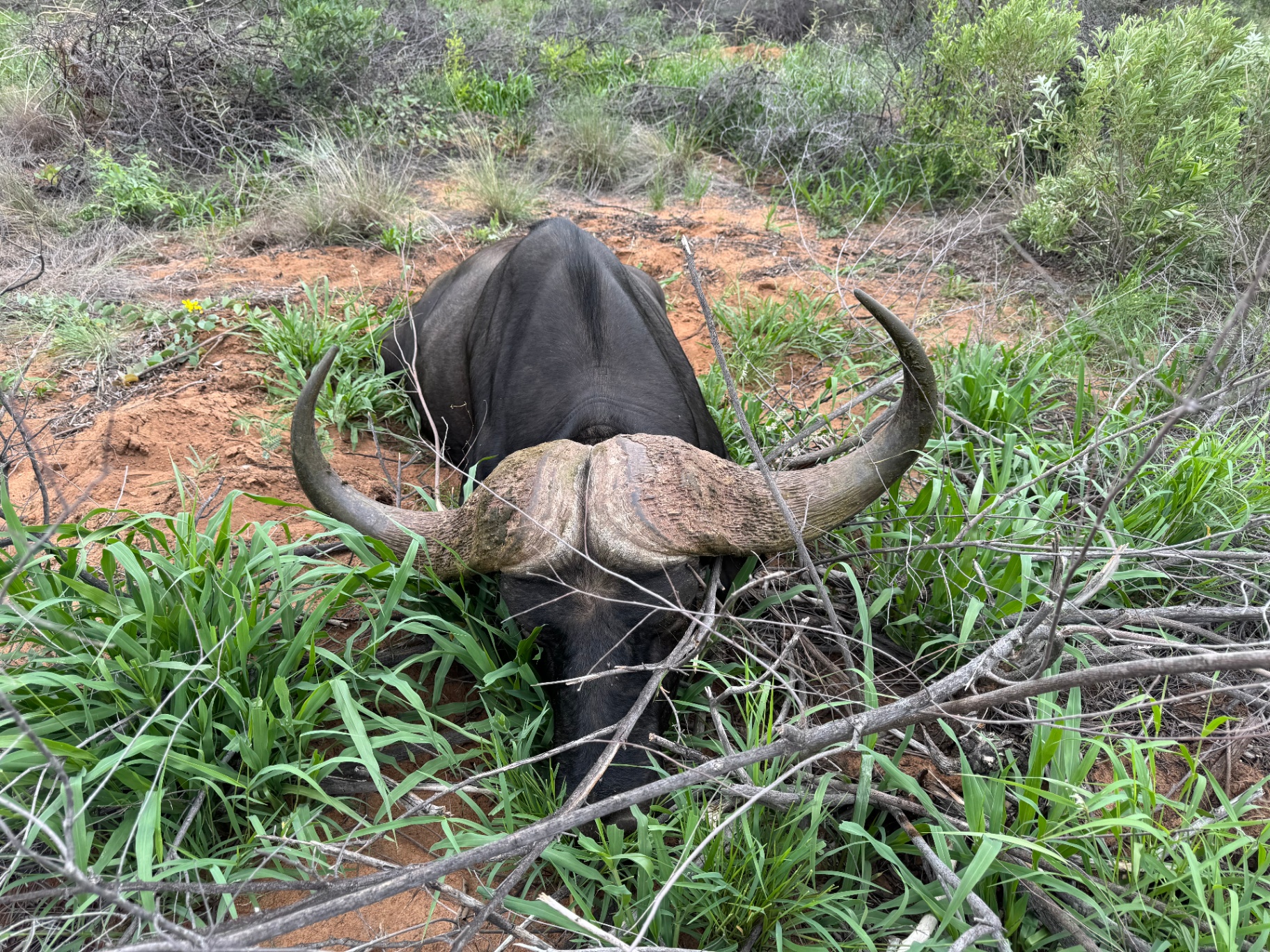 Cape buffalo trophy in the Limpopo Bushveld
