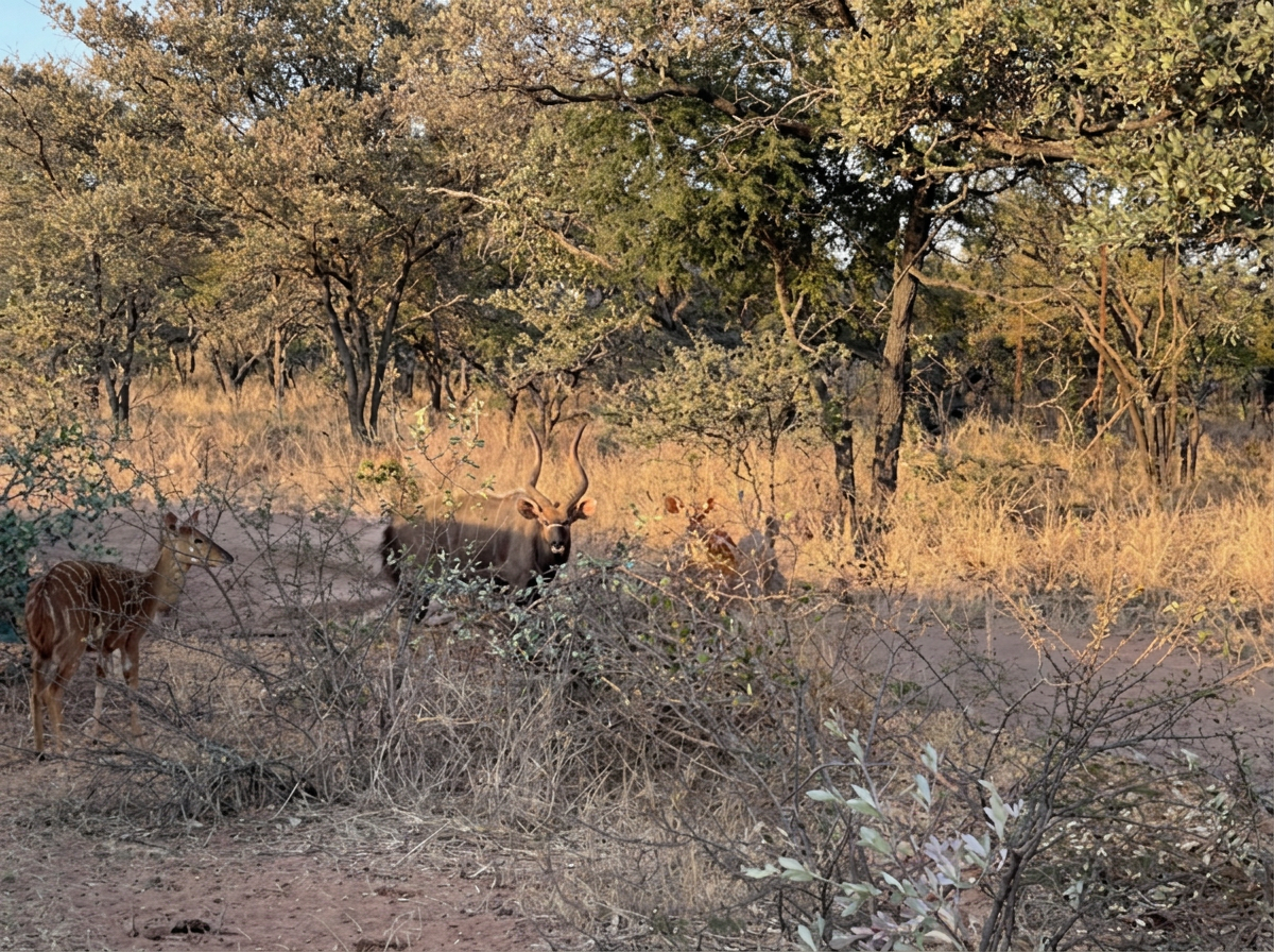 Nyala Hunting in South Africa