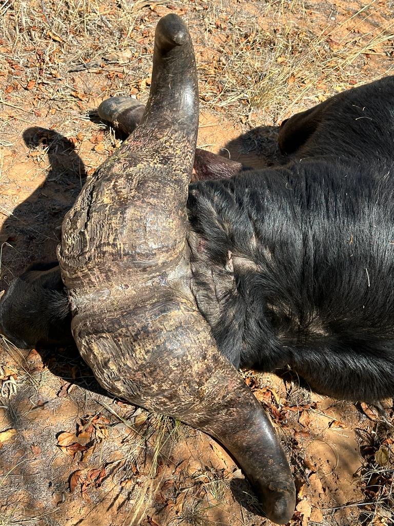 Overhead view of a Cape buffalo bull boss and horns on the Bushveld floor