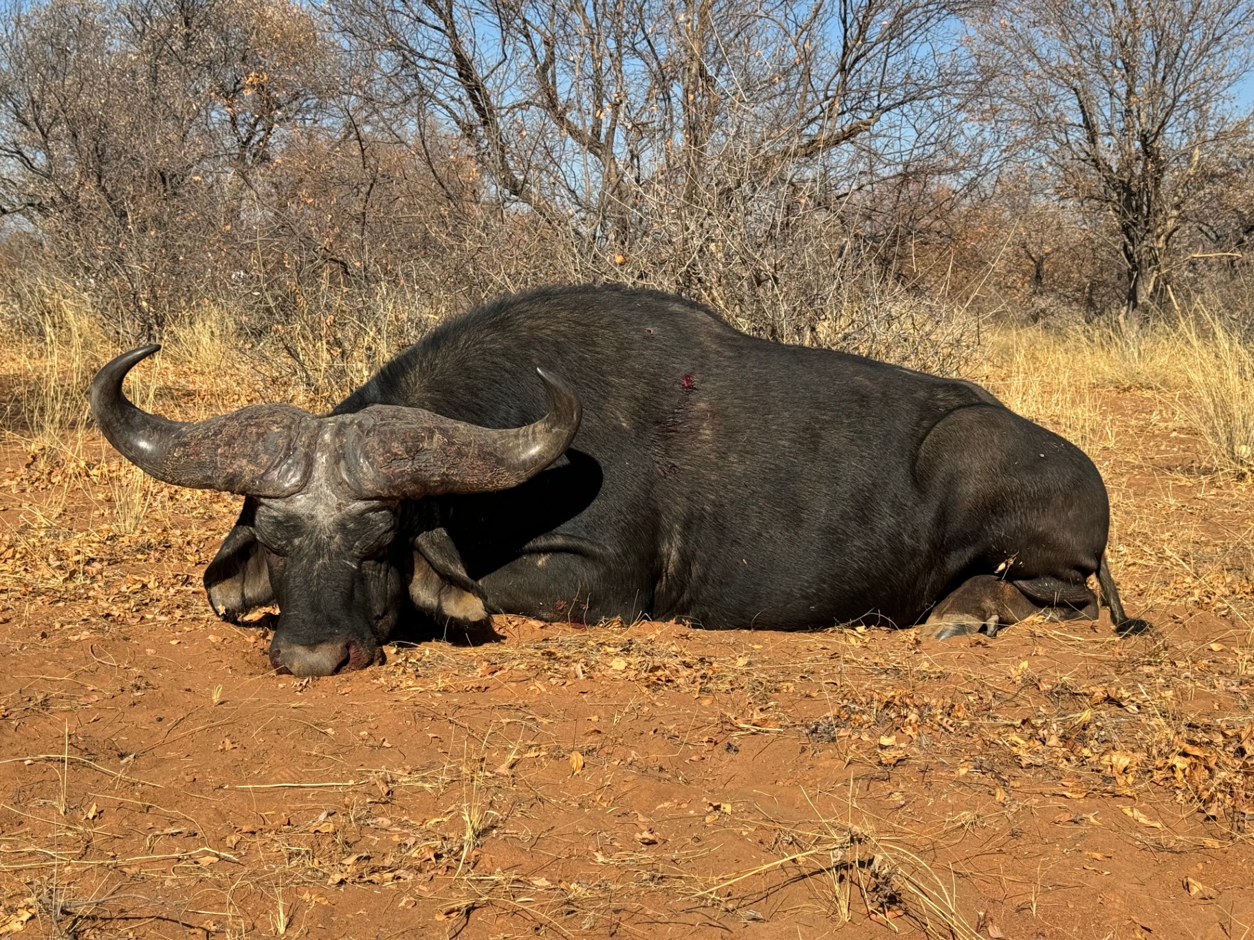Cape buffalo bull photographed broadside on red earth in dry veld