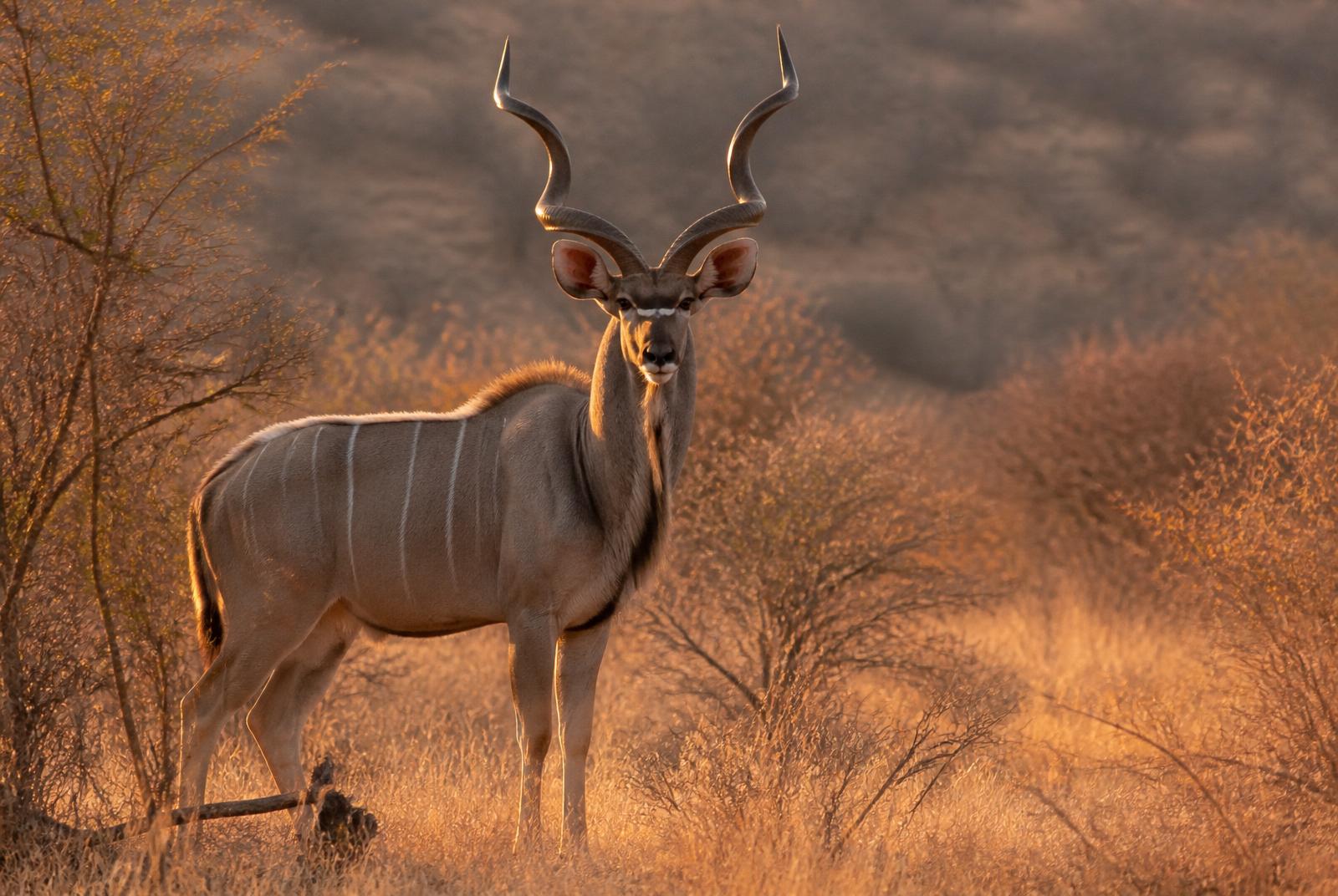 Greater Kudu Hunting in South Africa