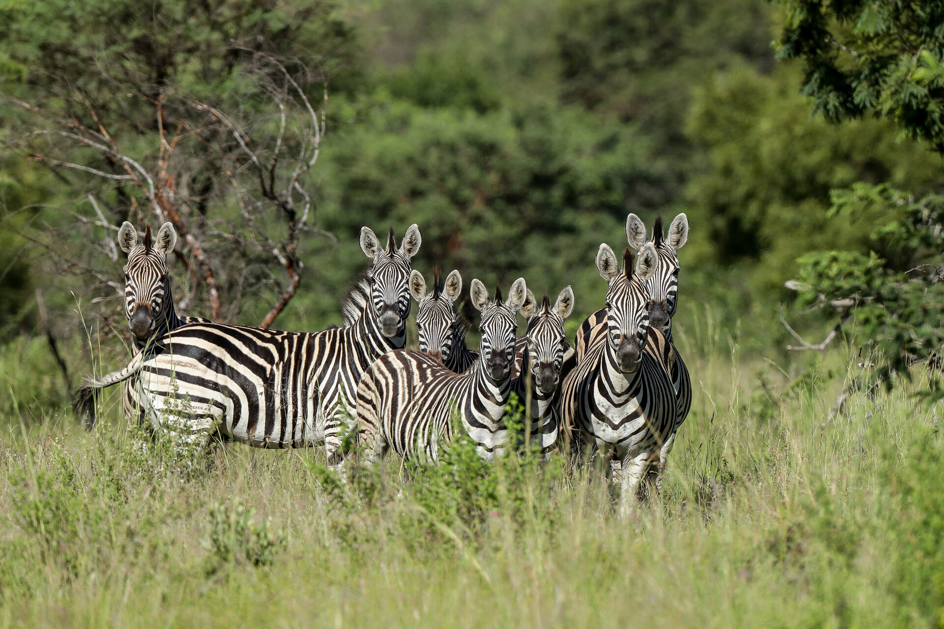 Marula Game reserve — wildlife and landscape