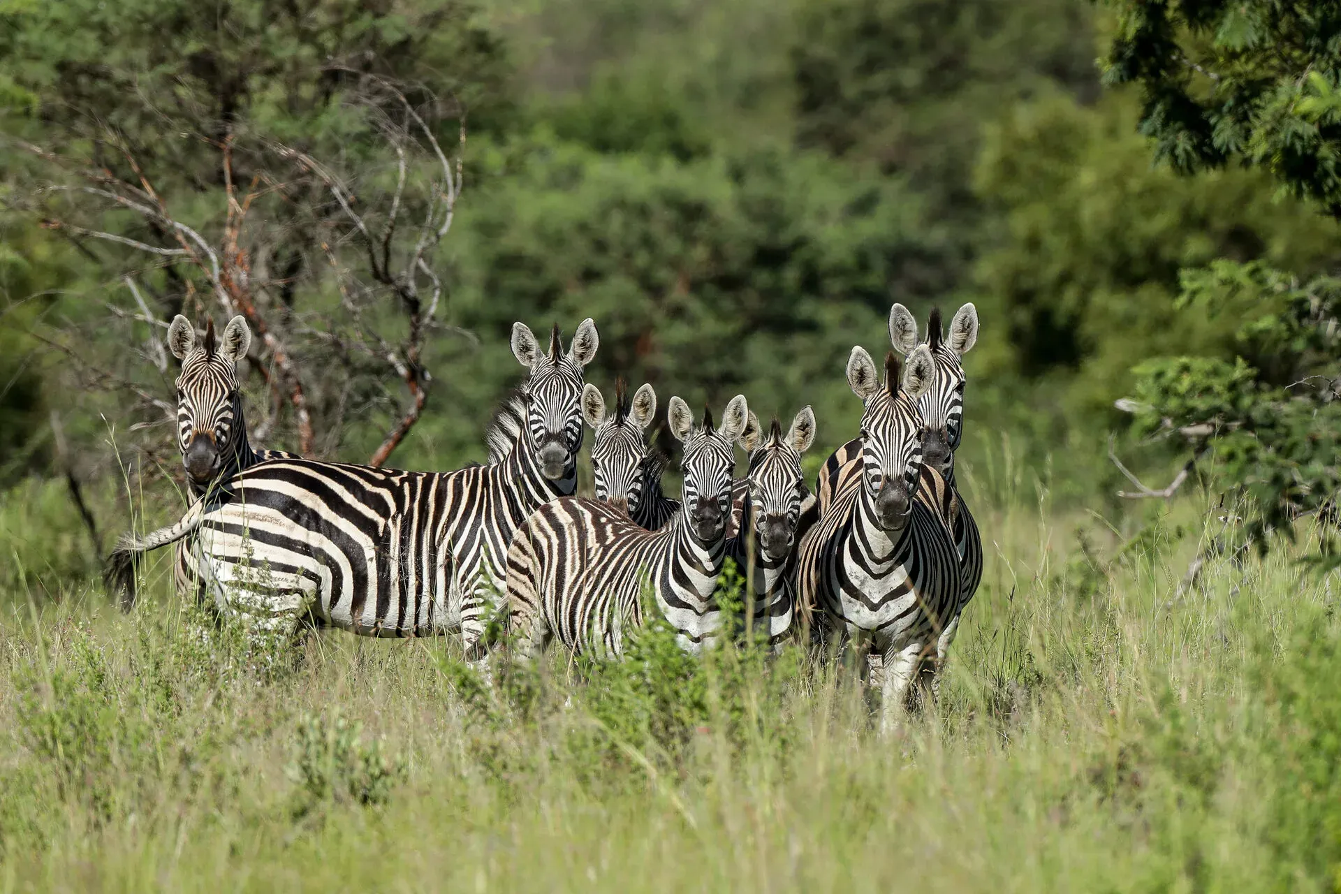 Marula Game reserve — wildlife and landscape