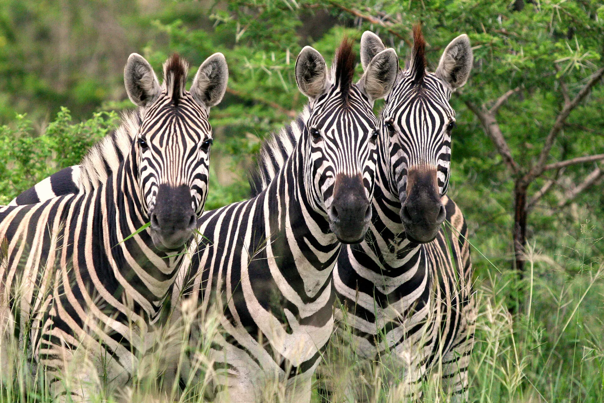 Marula Game reserve — wildlife and landscape