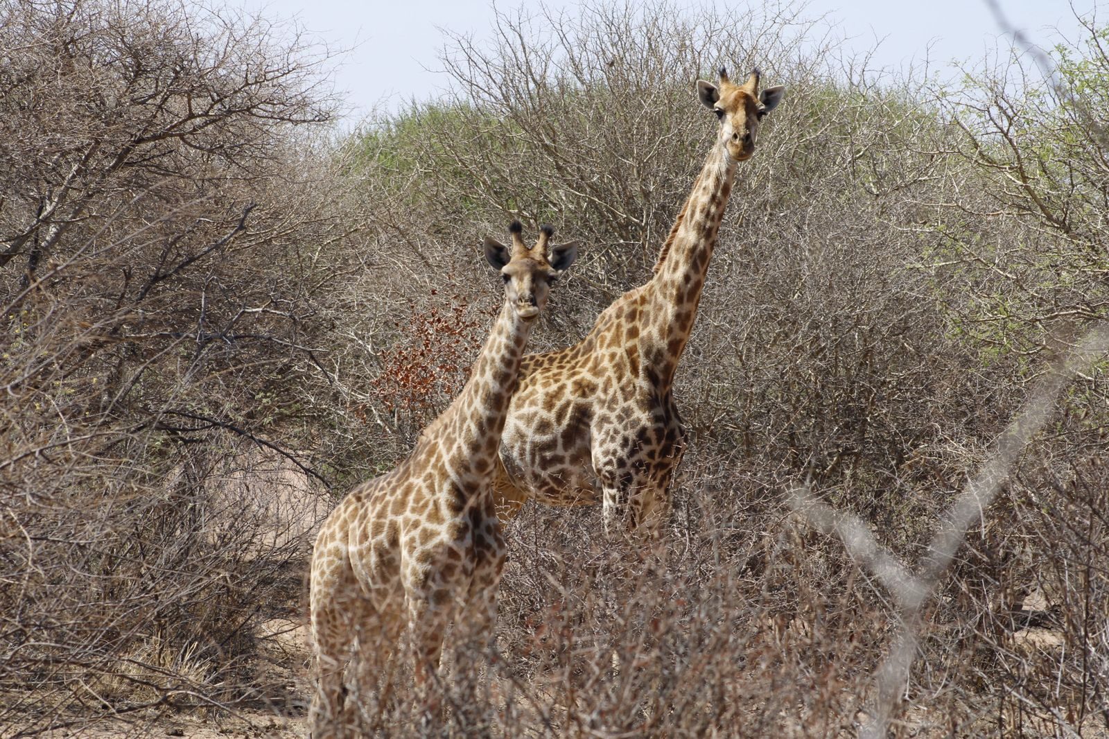Marula Game reserve — wildlife and landscape