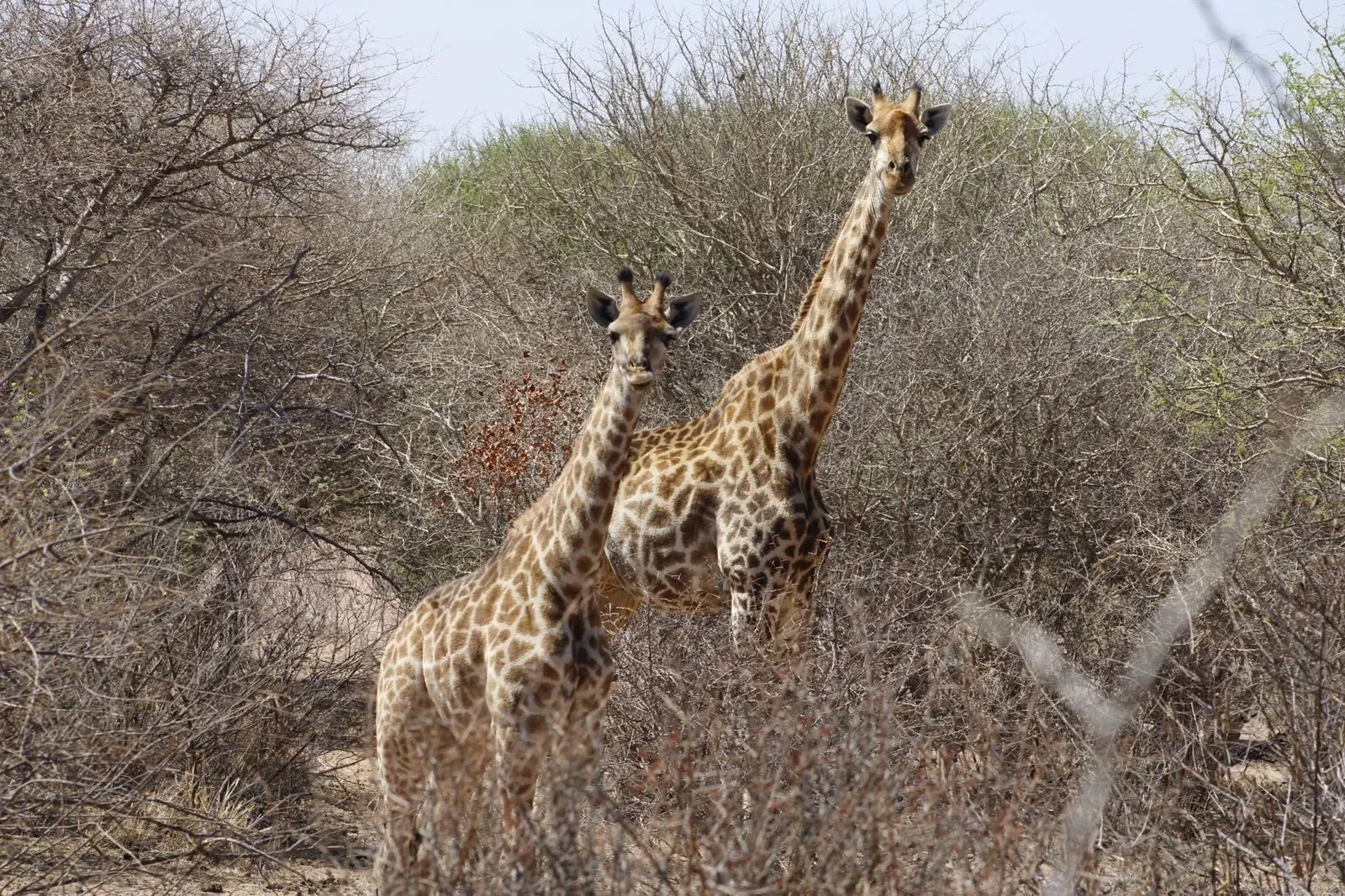 Marula Game reserve — wildlife and landscape