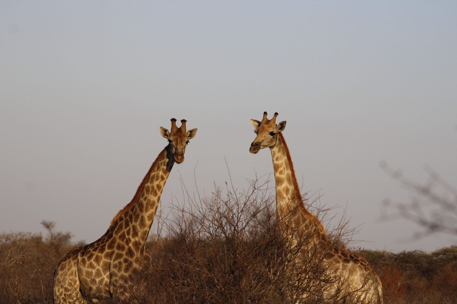 Marula Game reserve — wildlife and landscape