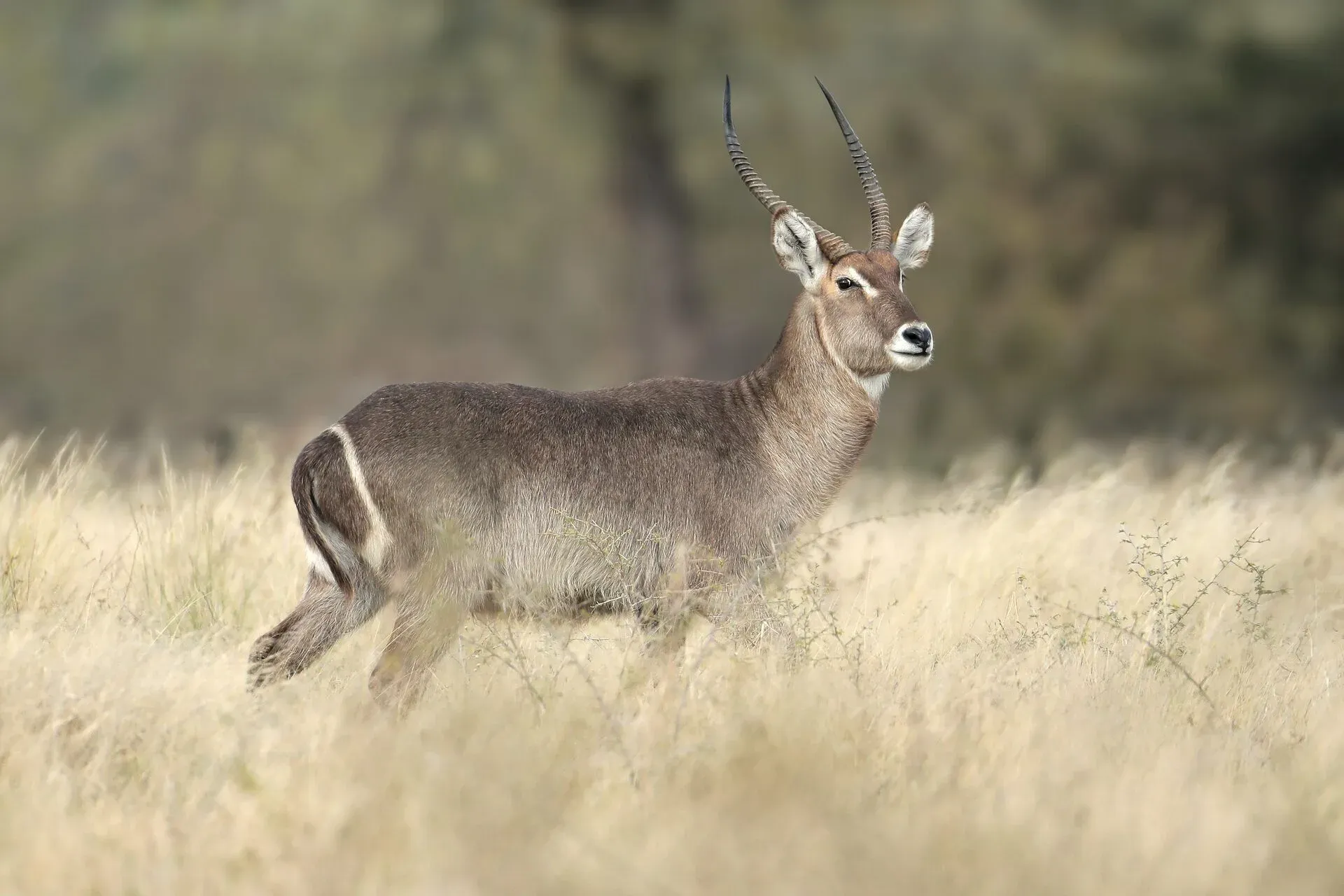Marula Game reserve — wildlife and landscape