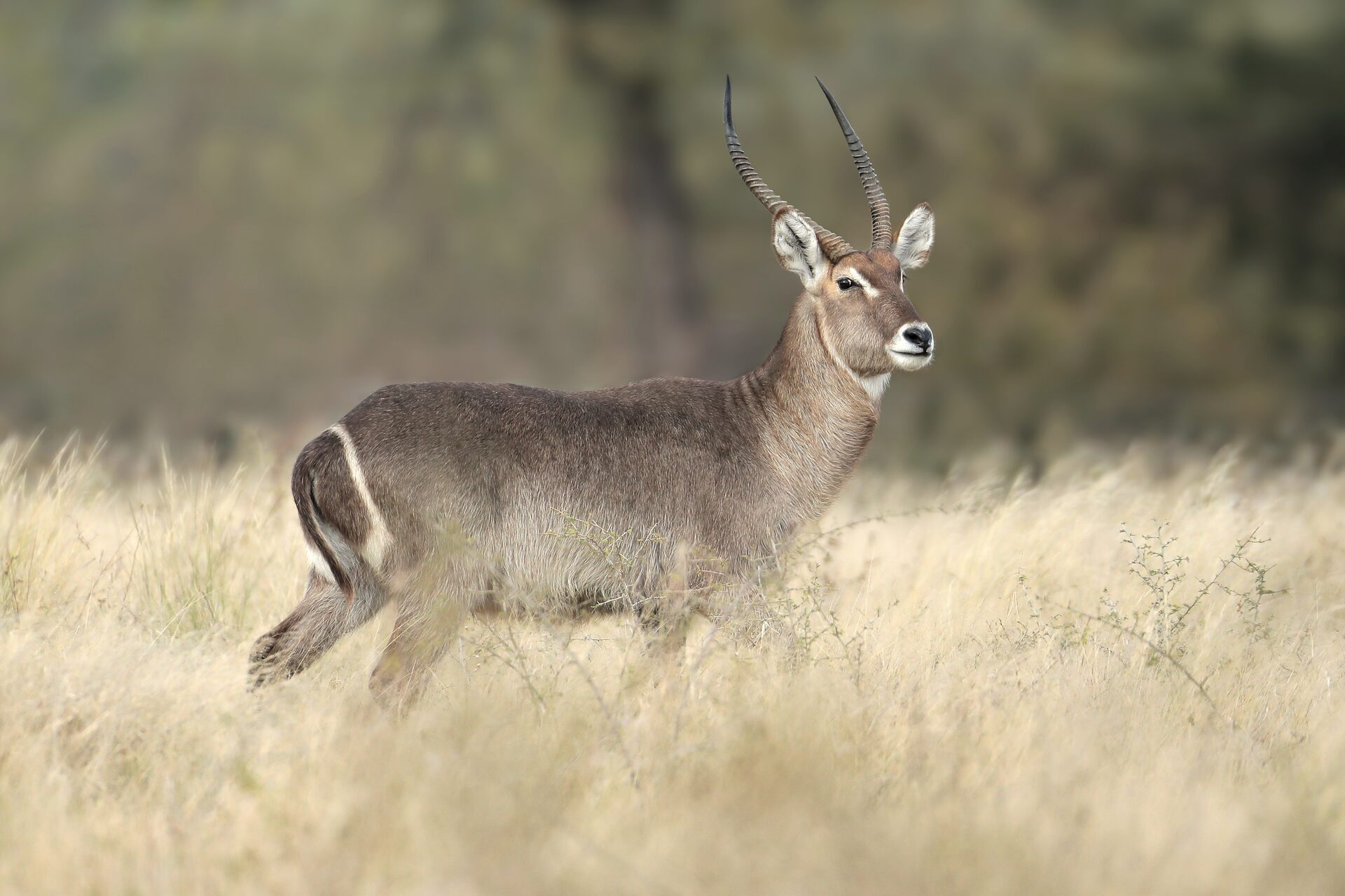 Marula Game reserve — wildlife and landscape