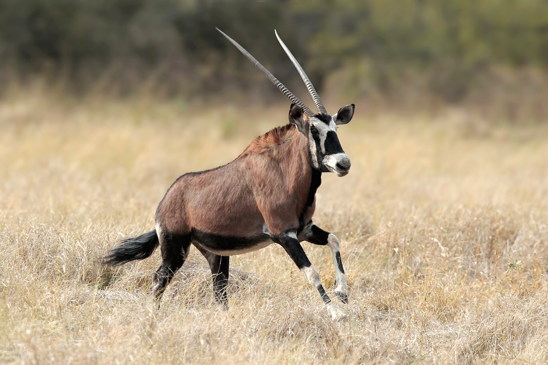 Marula Game reserve — wildlife and landscape