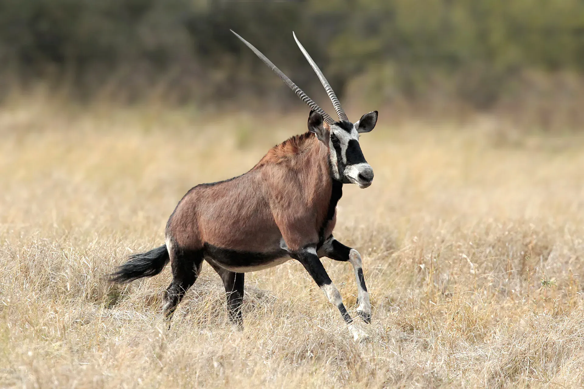 Marula Game reserve — wildlife and landscape