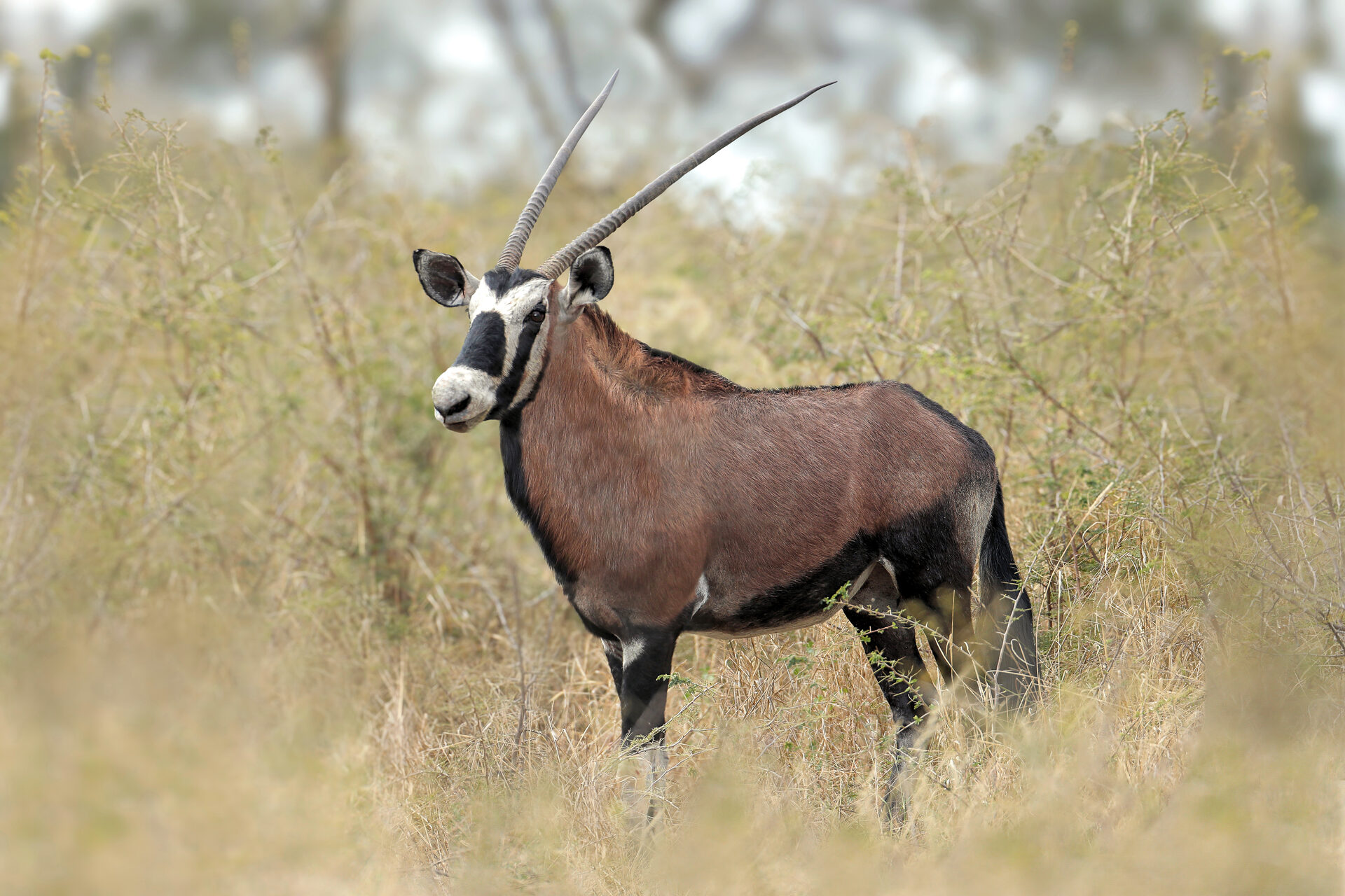 Marula Game reserve — wildlife and landscape