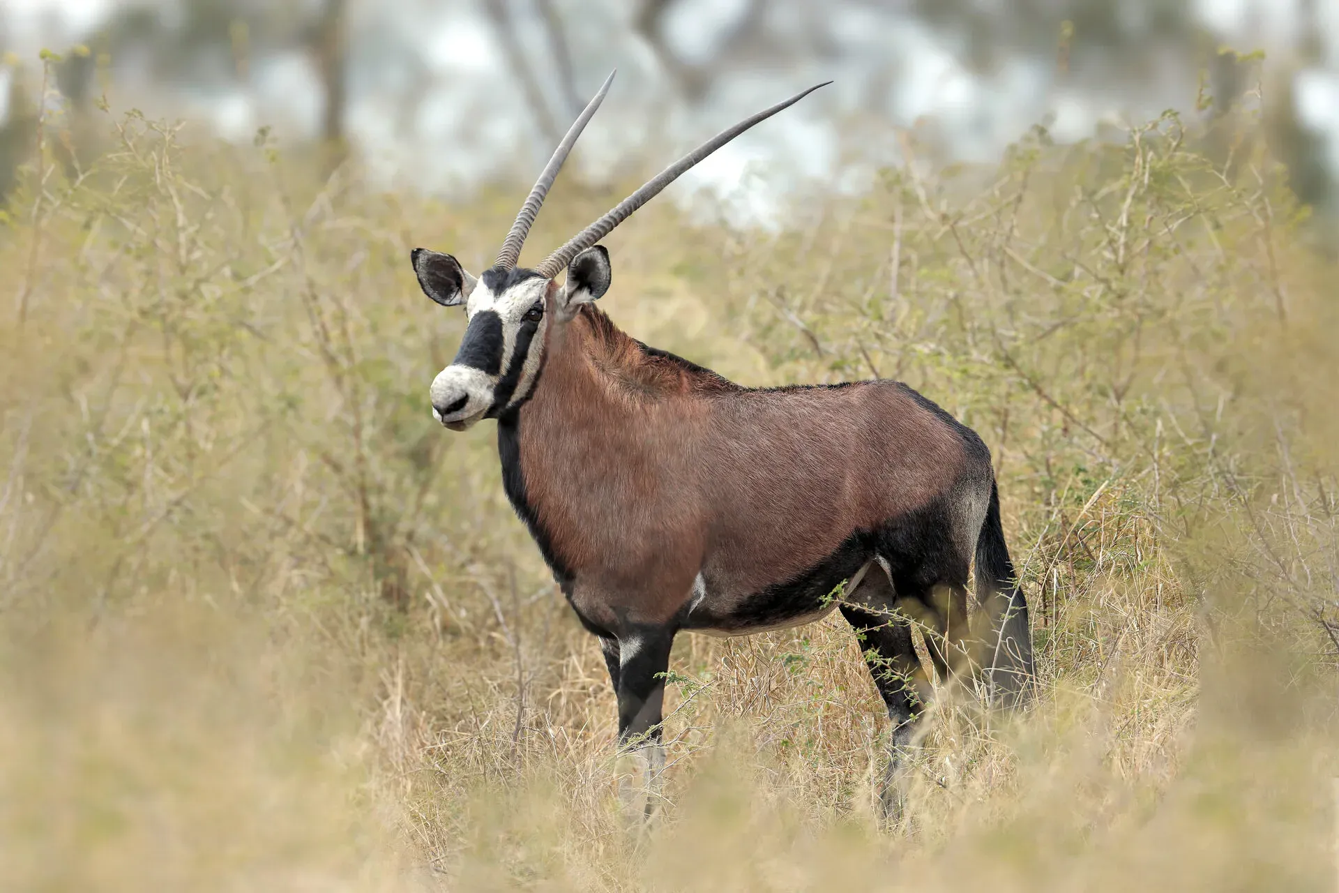 Marula Game reserve — wildlife and landscape