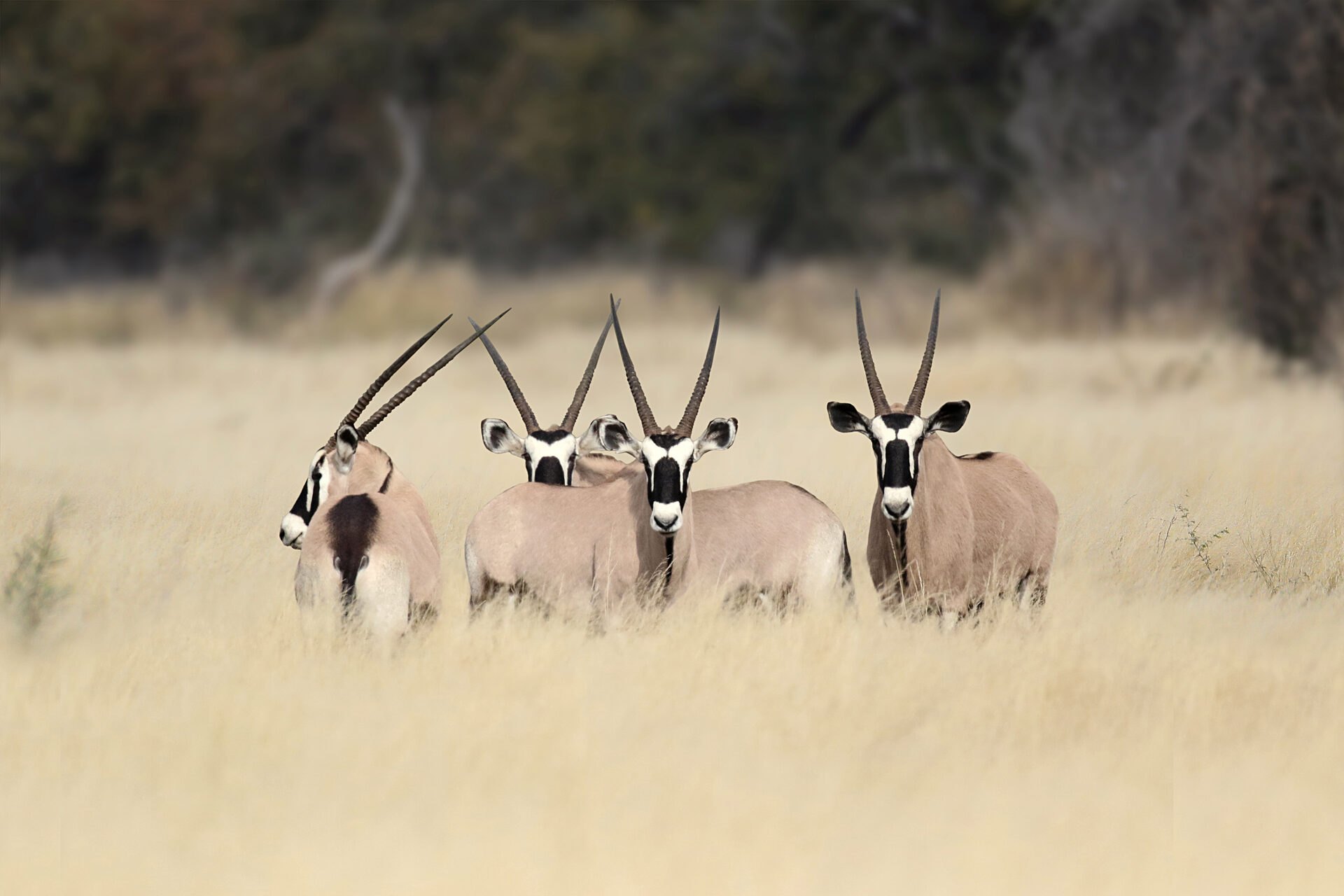 Marula Game reserve — wildlife and landscape