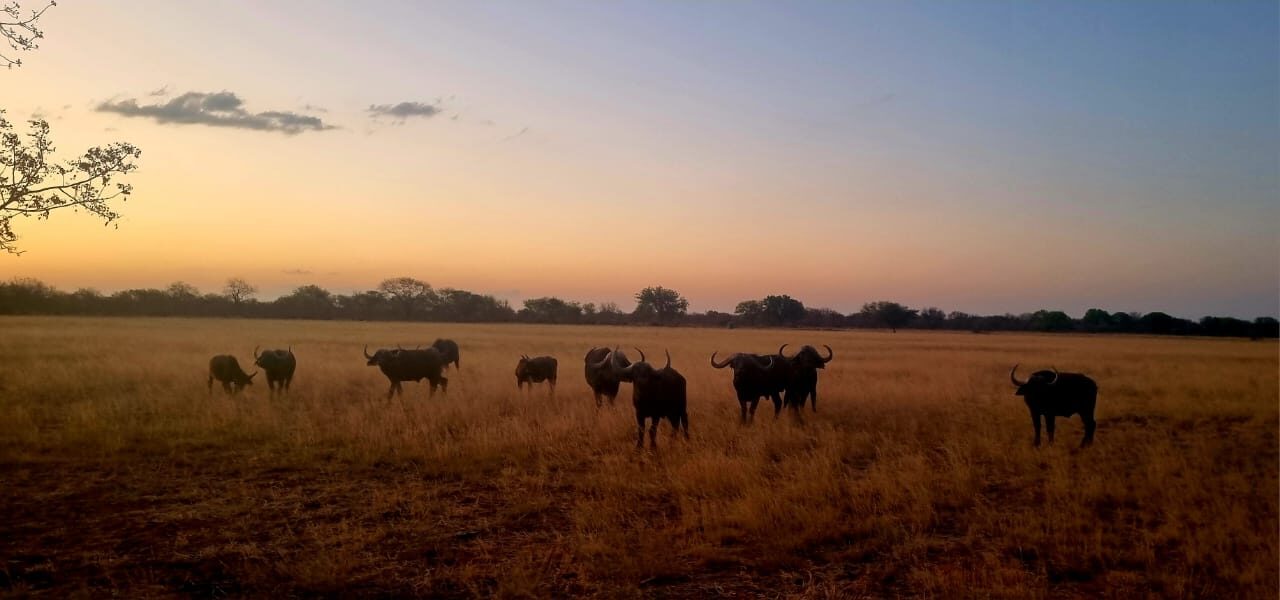 Marula Game reserve — wildlife and landscape
