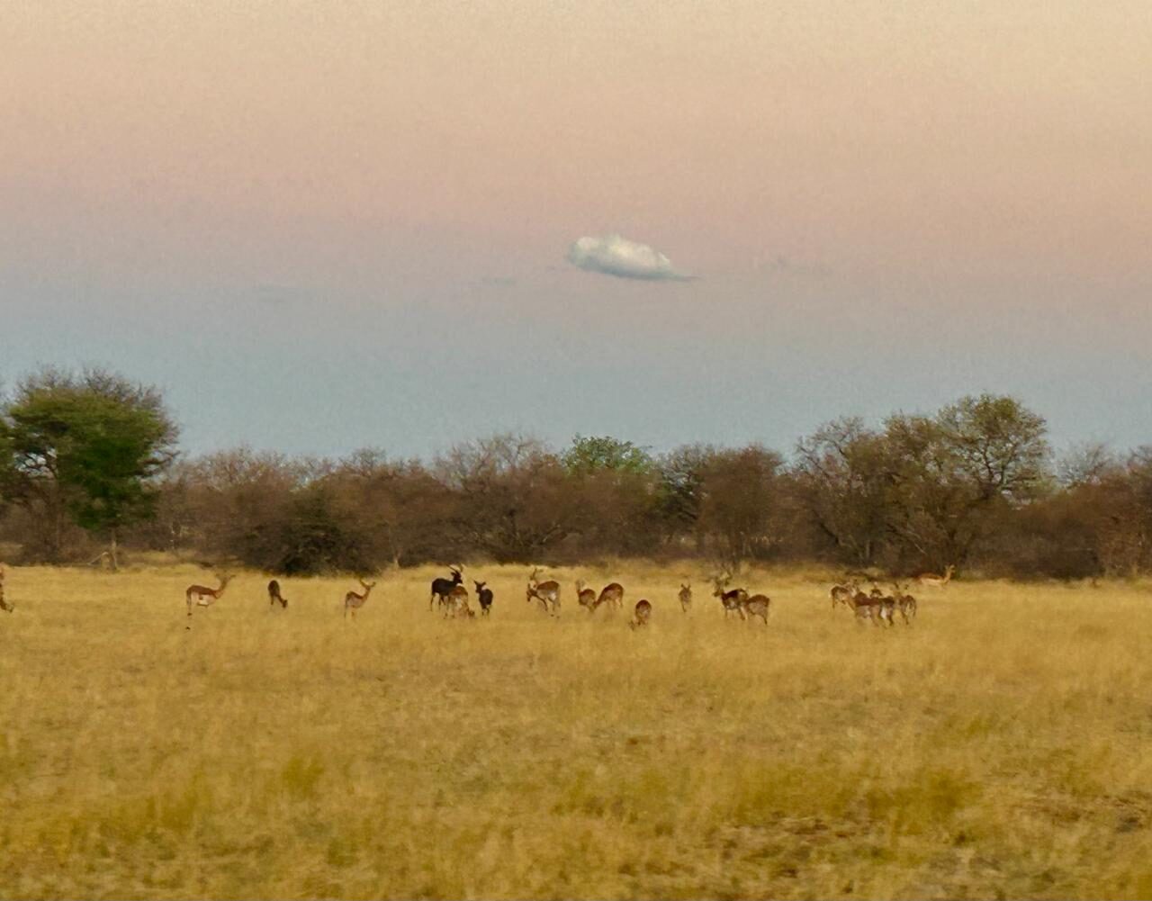 Marula Game reserve — wildlife and landscape