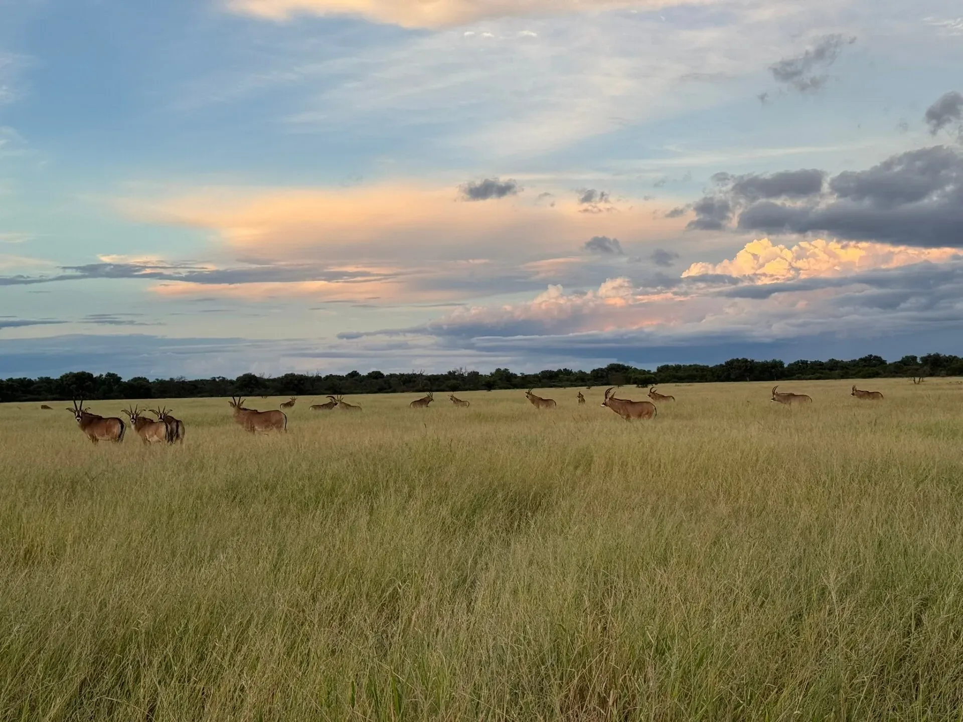 Marula Game reserve — wildlife and landscape