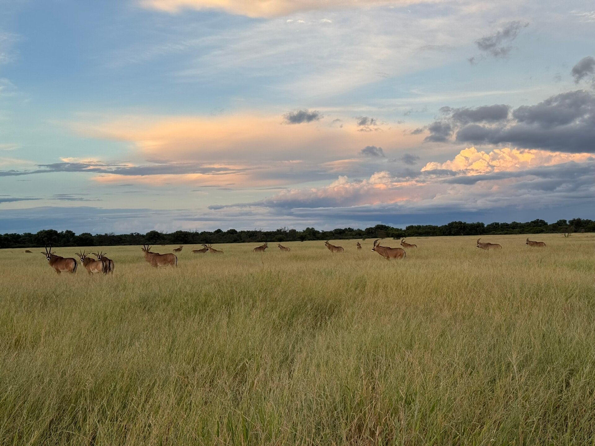 Marula Game reserve — wildlife and landscape