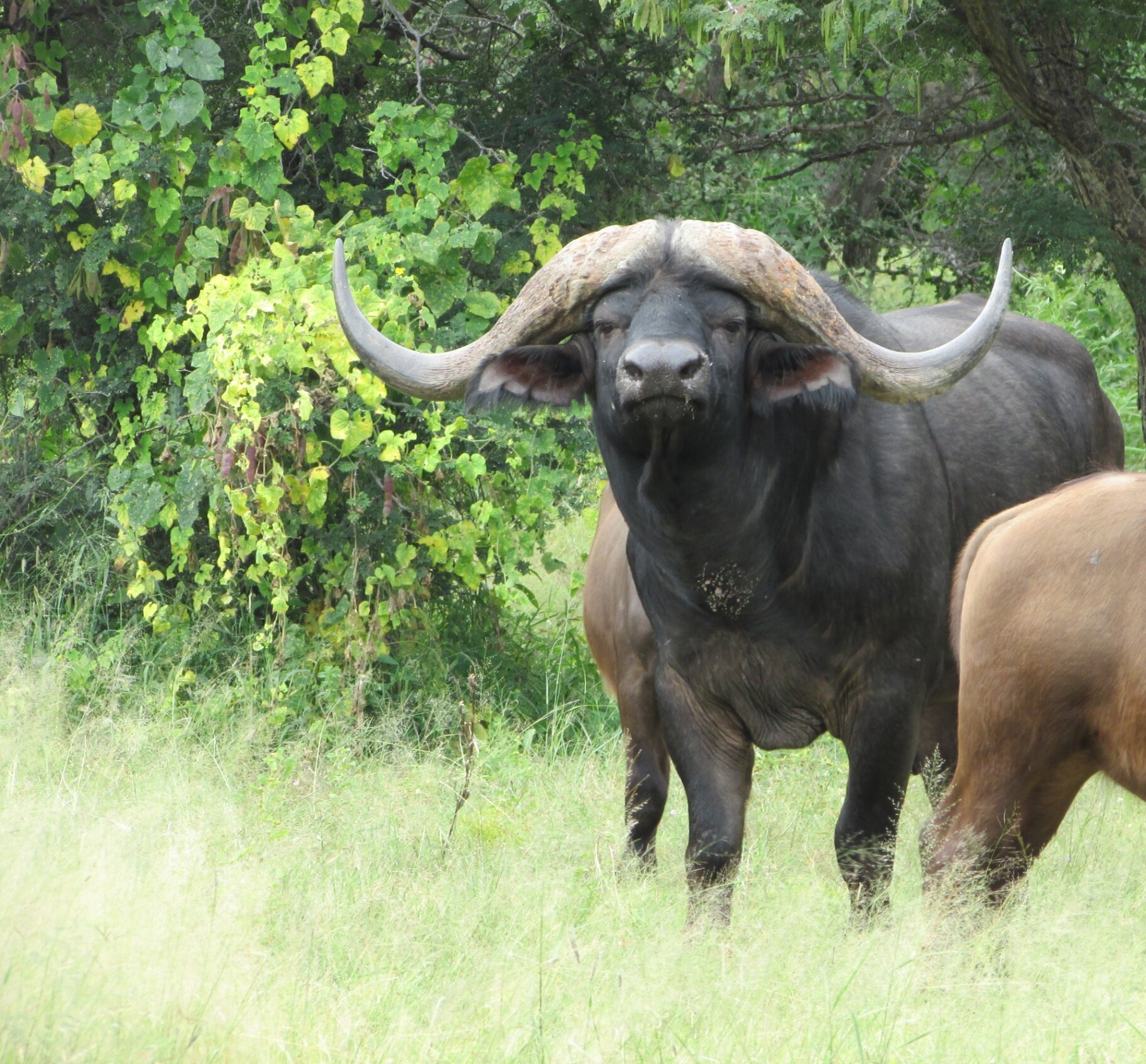 Marula Game reserve — wildlife and landscape