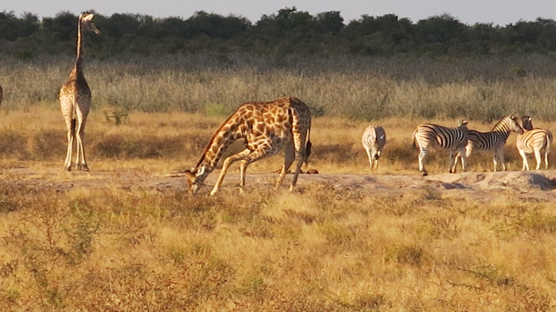 Marula Game reserve — wildlife and landscape