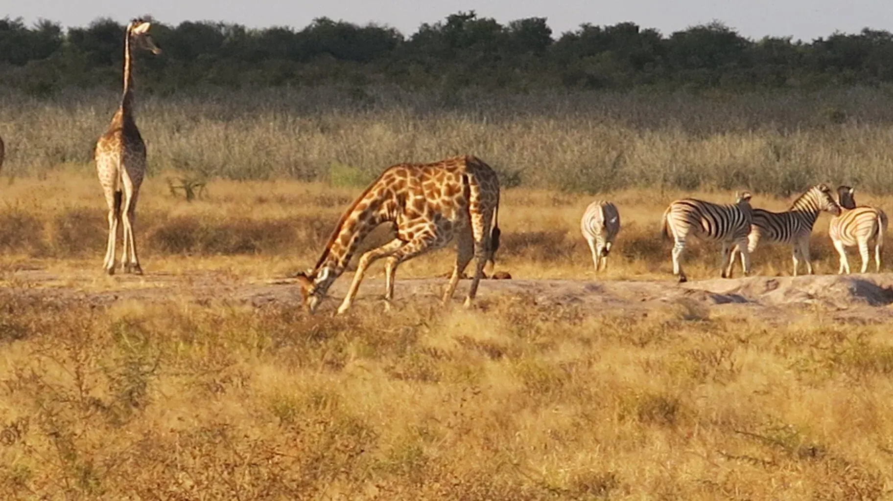Marula Game reserve — wildlife and landscape