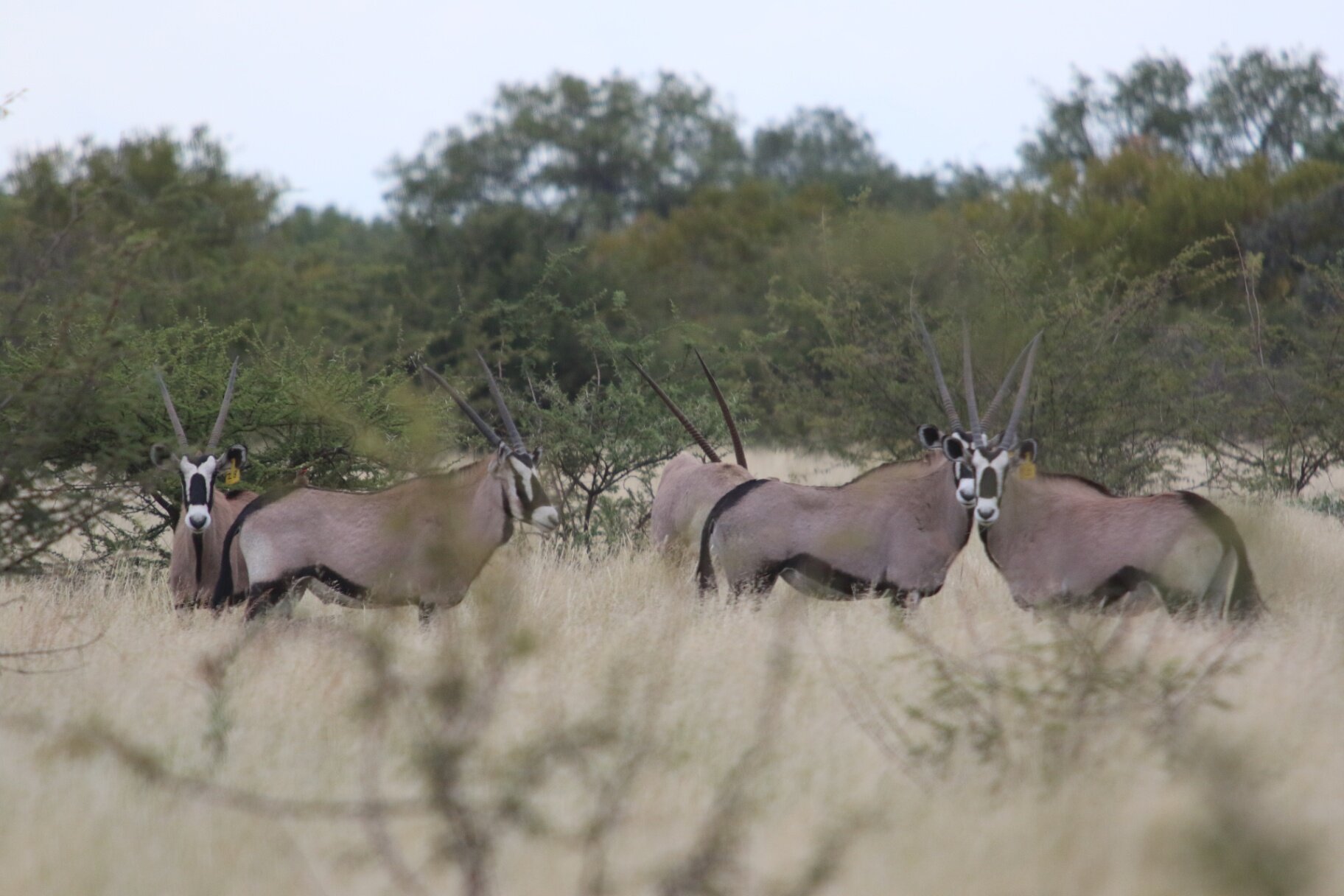 Marula Game reserve — wildlife and landscape