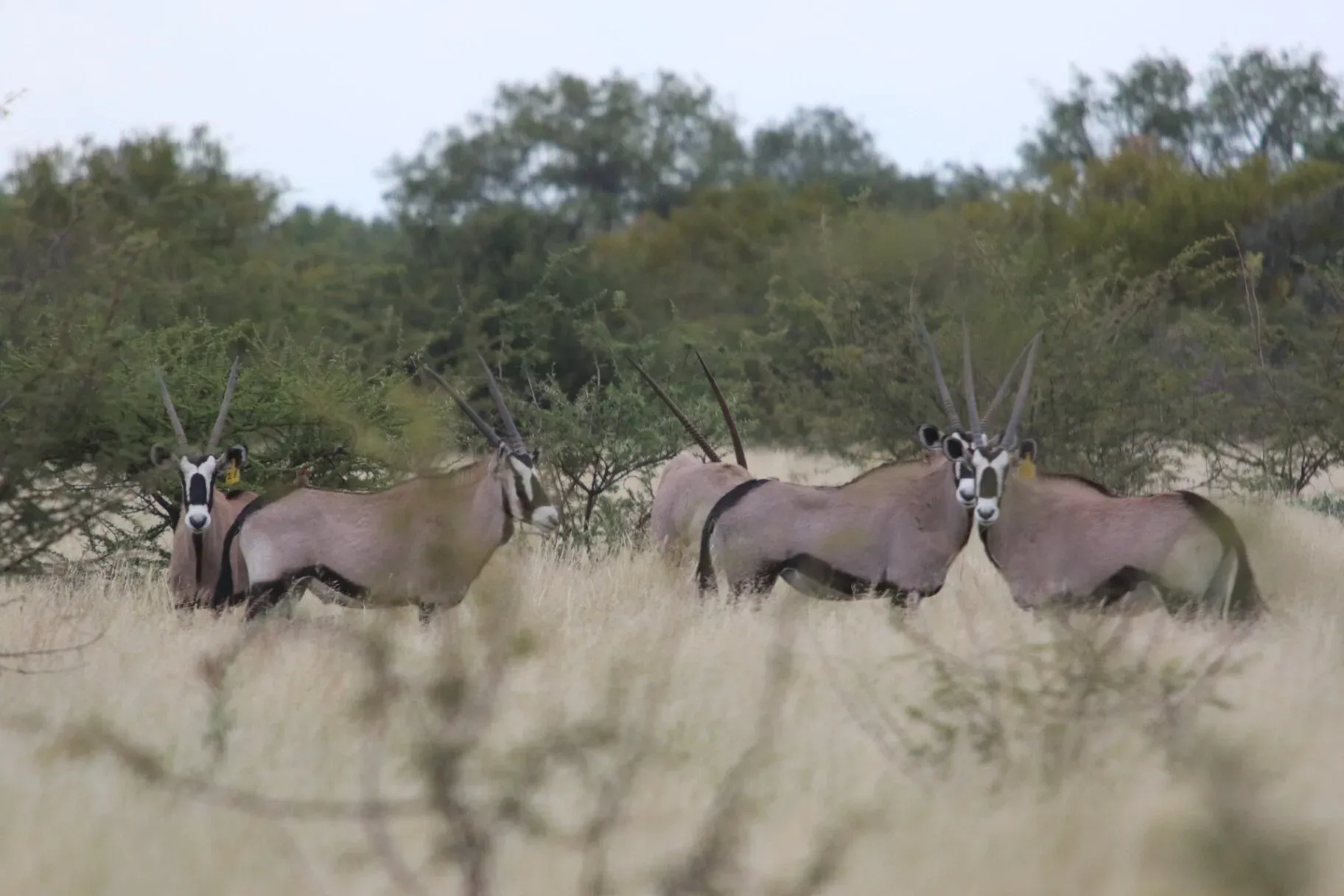 Marula Game reserve — wildlife and landscape