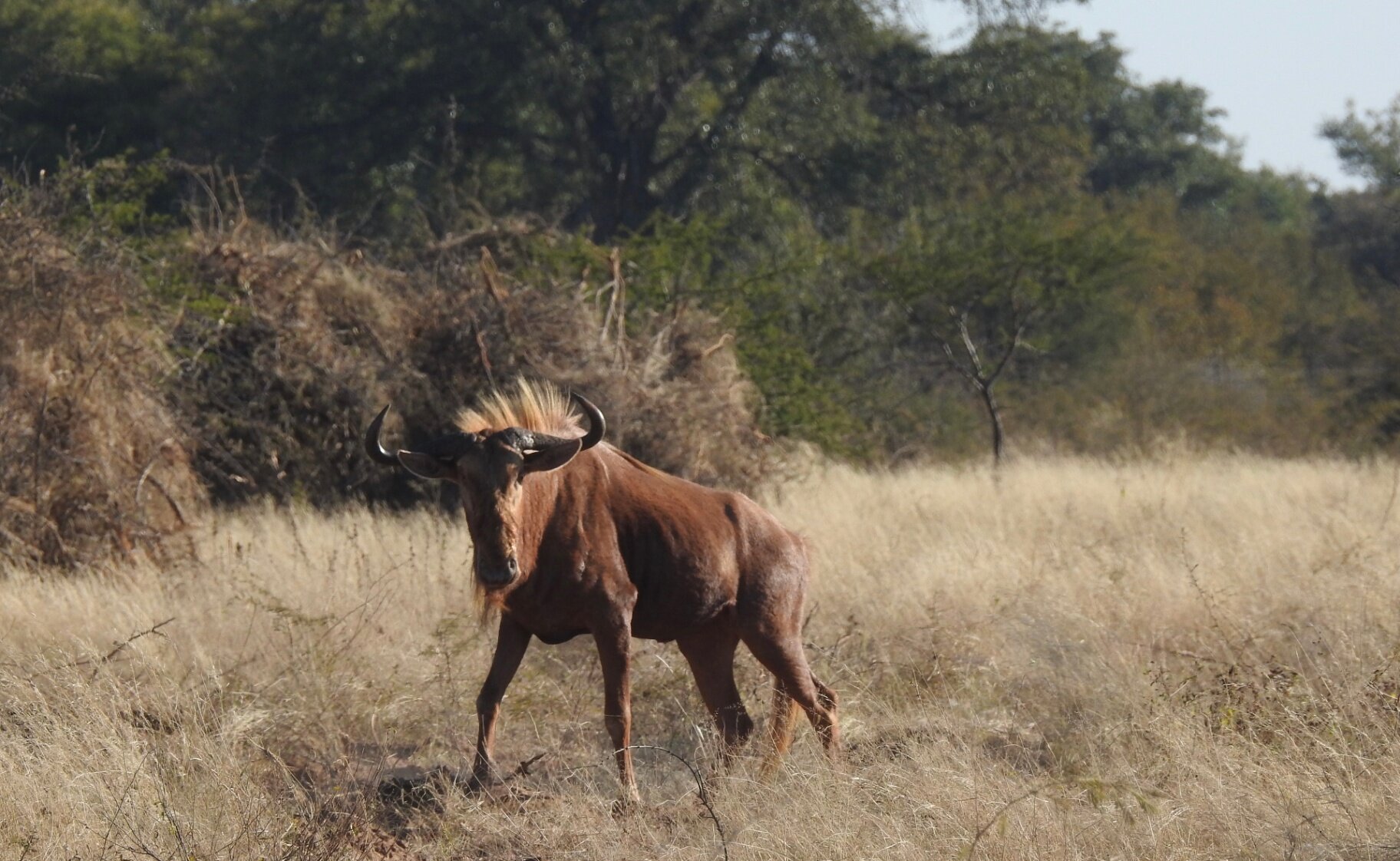 Marula Game reserve — wildlife and landscape
