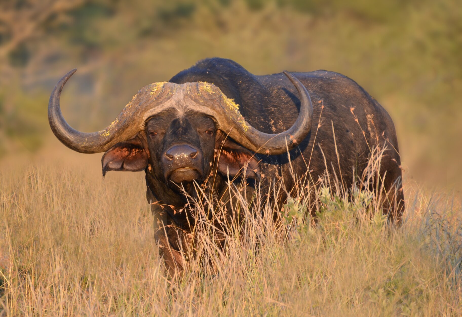 Marula Game reserve — wildlife and landscape
