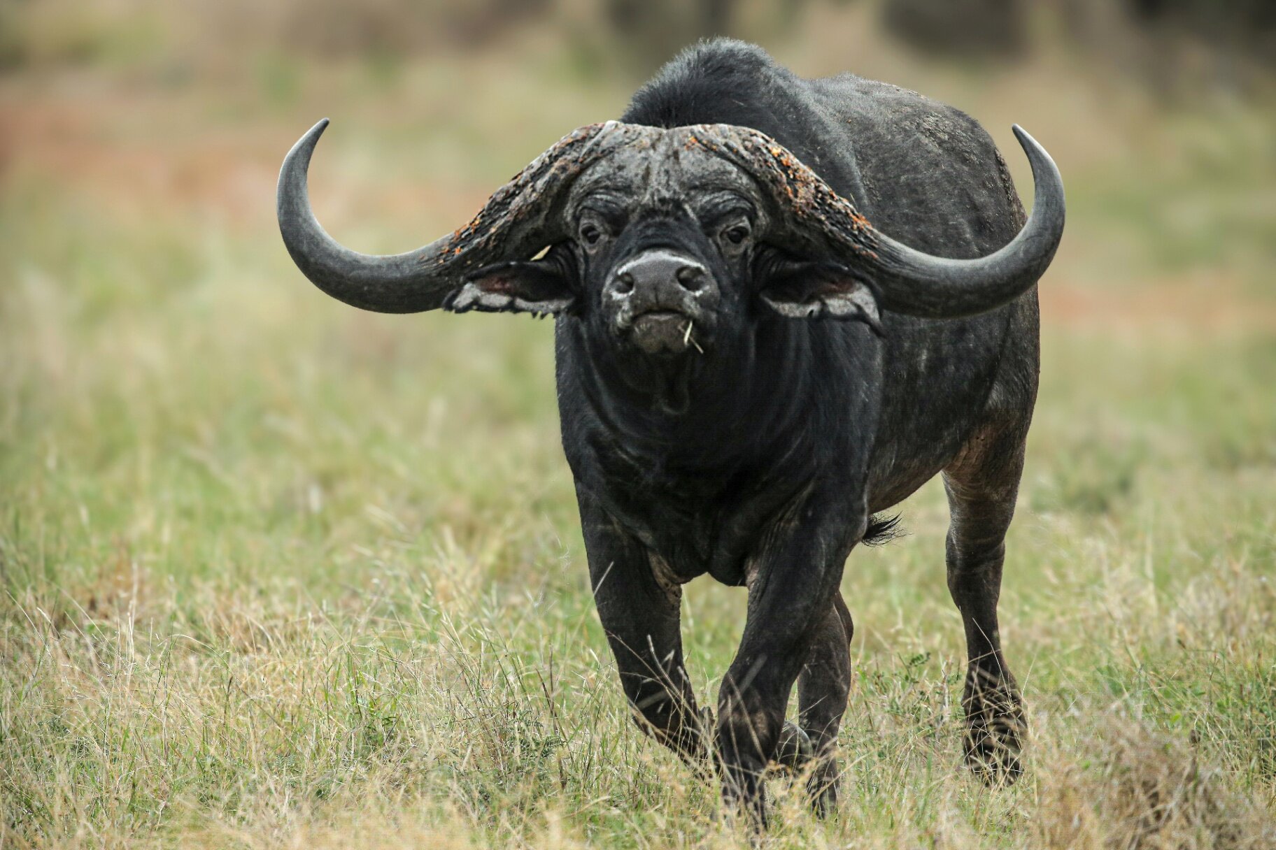 Marula Game reserve — wildlife and landscape