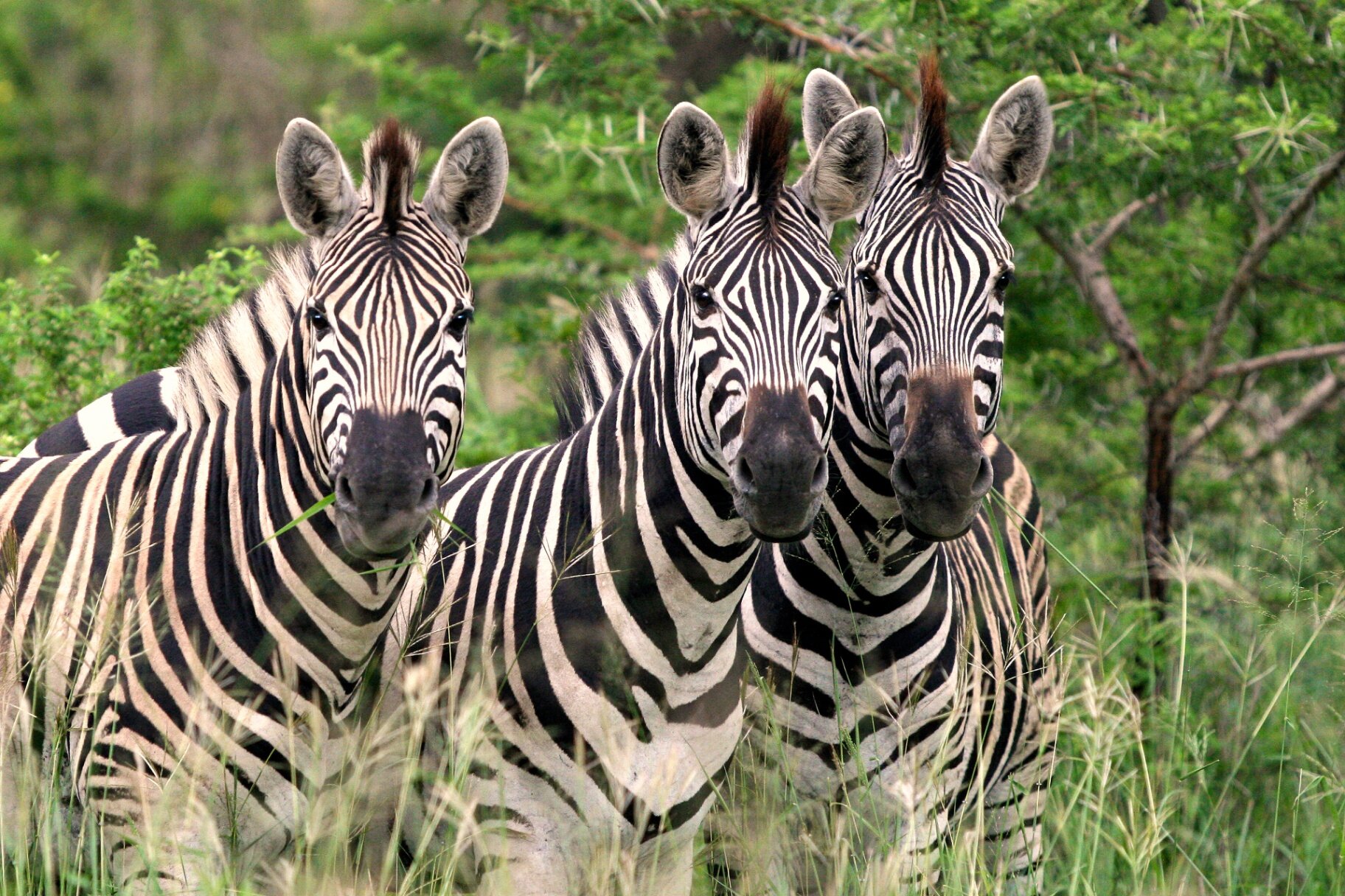 Marula Game reserve — wildlife and landscape