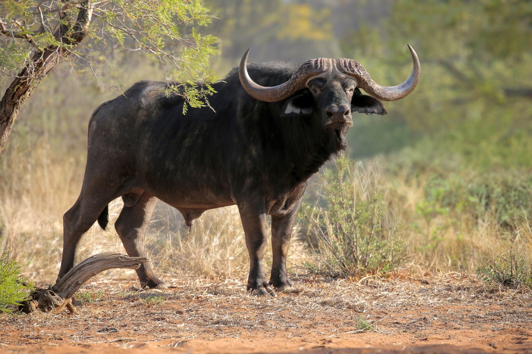 Marula Game reserve — wildlife and landscape