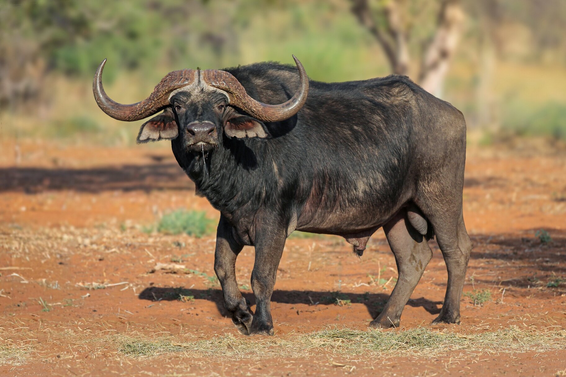 Marula Game reserve — wildlife and landscape