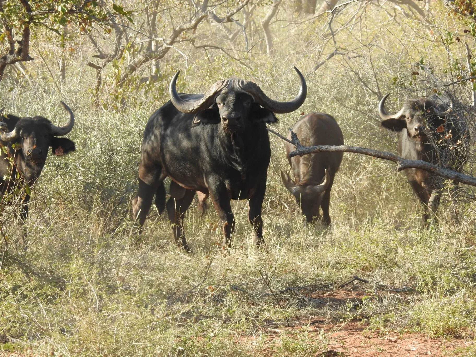 Marula Game reserve — wildlife and landscape