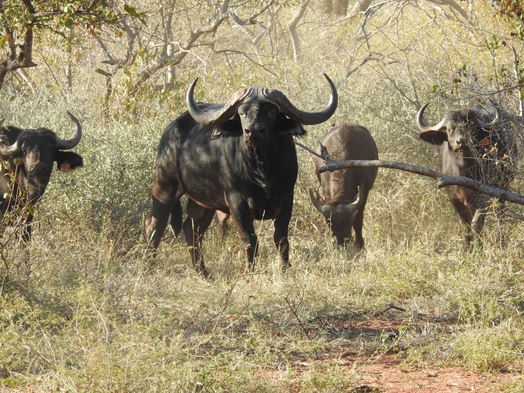 Marula Game reserve — wildlife and landscape